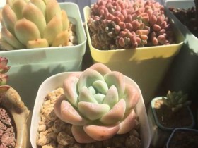 不建议新手养的多肉品种 汇总帖