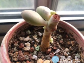 砍头真的有用,历经5年终于开始长侧芽