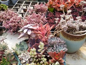 多肉大棚一日游,连买带送搞了两个拼盘,为什么大家不看好拼盘?