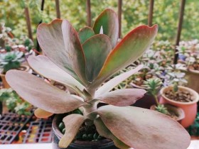 重庆养肉心里苦啊!我把窗台最好的位置留给它,给我的却不是想要的颜色