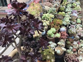 夏天多肉死伤40盆,秋天到了,该给我颜色看看了吧