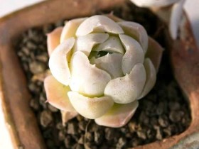 这个是沁心还是白月影?傻傻分不清楚