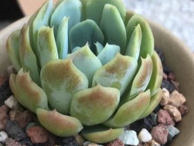 这些美轮美奂的多肉花盆,真是让人留下了羡慕的泪水