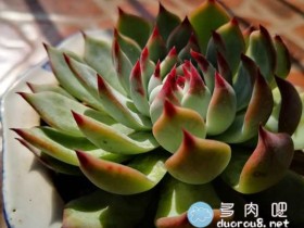 冬日暖阳下,吉娃莲那一抹妖艳的红尖