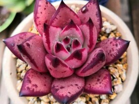 春天在淘宝买的罗宾,现在有状态了