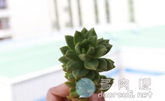 多肉植物叶片发软是什么原因？答案：主要是缺水图片 No.1