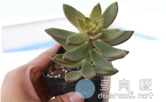 多肉植物叶片发软是什么原因？答案：主要是缺水图片 No.5