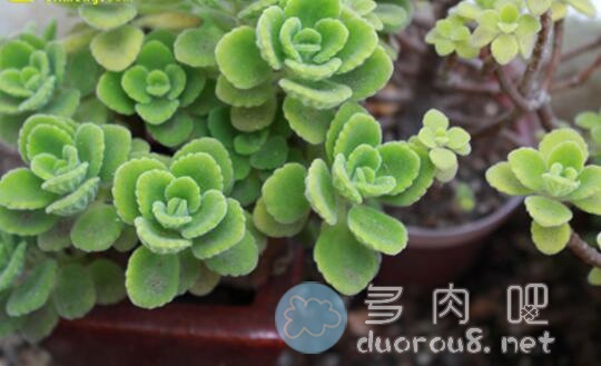 多肉植物叶片发软是什么原因？答案：主要是缺水图片 No.8