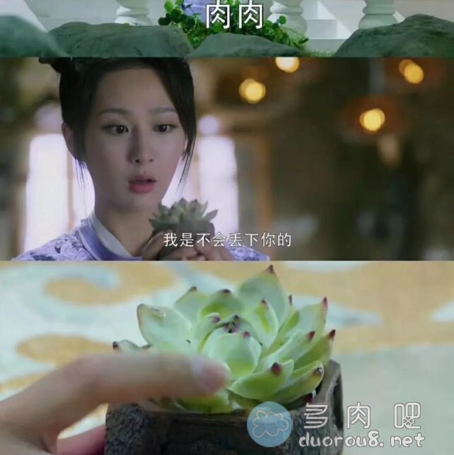 古装神话剧《香蜜沉沉烬如霜》中，杨紫抱的多肉精是什么品种？图片 No.1