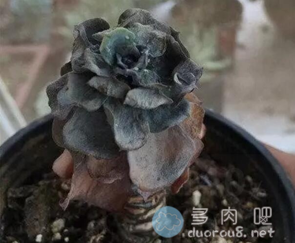 夏季最热的八月，多肉植物可以随意淋雨吗？图片 No.2