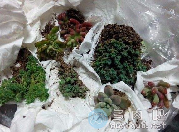 网购多肉植物，为什么一般告知要脱土晾根图片 No.4