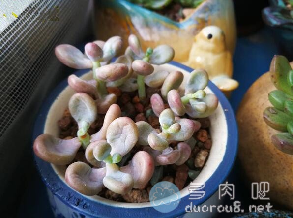 怎么把多肉养肥，我有一点儿小心得图片 No.5