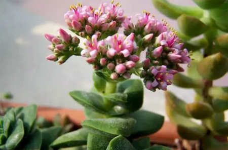 这15种多肉植物开的花，你见过吗？图片 No.16