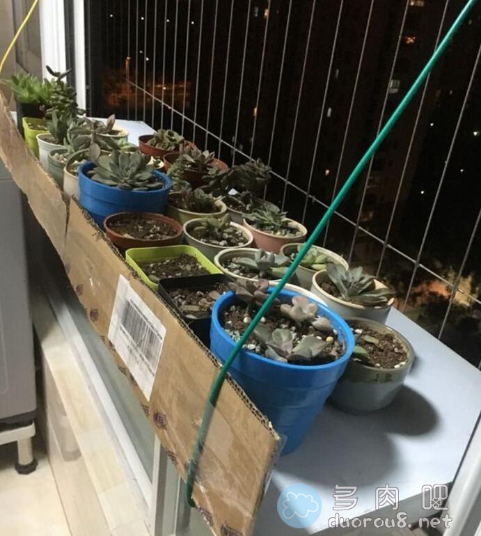 萌新入坑，9.9元包邮的多肉求科普名称图片 No.1