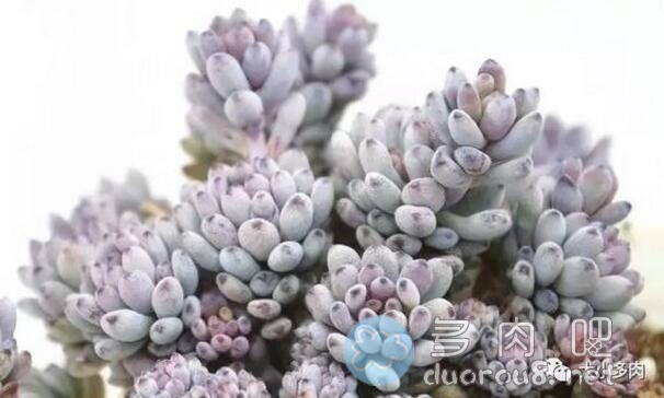 景天科风车草属多肉植物：蓝豆（Graptopetalum pachyphyllum rose）图片 No.1