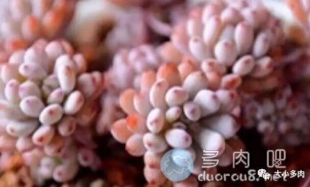 景天科风车草属多肉植物：蓝豆（Graptopetalum pachyphyllum rose）图片 No.2