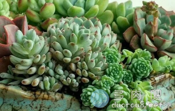 景天科风车草属多肉植物：蓝豆（Graptopetalum pachyphyllum rose）图片 No.4