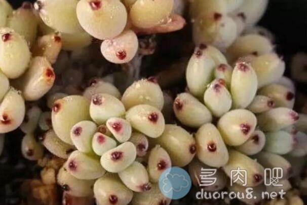 景天科风车草属多肉植物：蓝豆（Graptopetalum pachyphyllum rose）图片 No.5