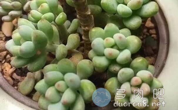 景天科风车草属多肉植物：蓝豆（Graptopetalum pachyphyllum rose）图片 No.6