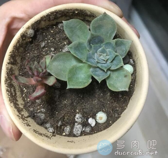 萌新入坑，9.9元包邮的多肉求科普名称图片 No.8