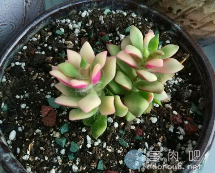 吹雪松锦叶片老是皱巴巴的没起色怎么办？图片 No.3