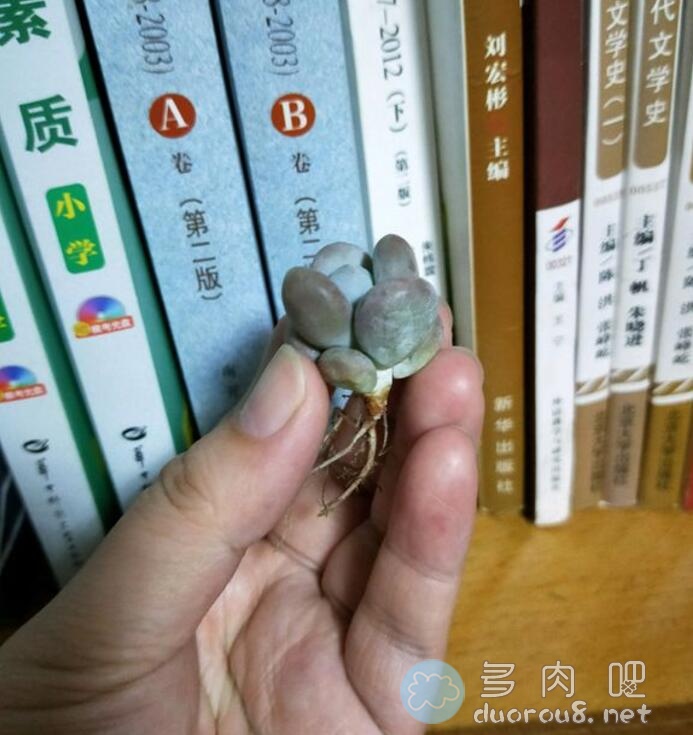 又到了多肉开箱识名字的时刻，萌新小白快围过来图片 No.14