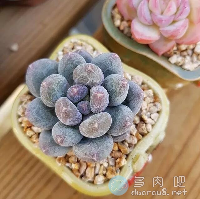 寒冷的冬季，怎么让你家的多肉过得轻松？图片 No.1
