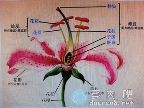 【组图】“走火入魔”的多肉爱好者，竟然解剖了多肉植物球兰花！图片 No.1