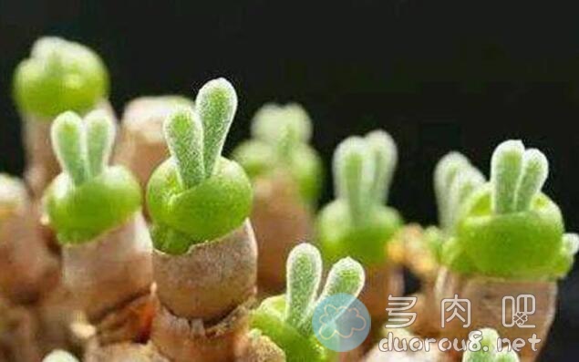 多肉植物里的“兔斯基”，碧光环种植日志图片 No.1