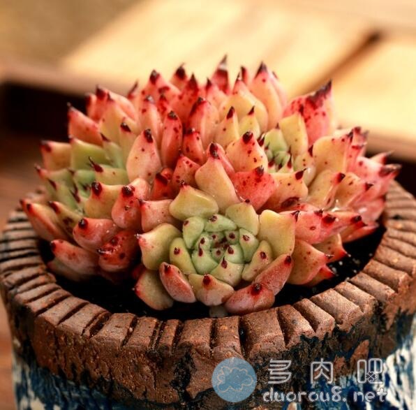 绿爪多肉 No.7