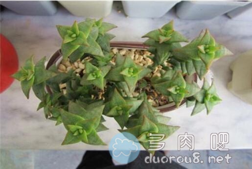 怎么养护多肉植物星王子？星王子栽培环境一览图片 No.2