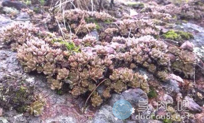 小小的多肉植物，竟然还有国际组织制定的《行为准则》！没想到吧？图片 No.2