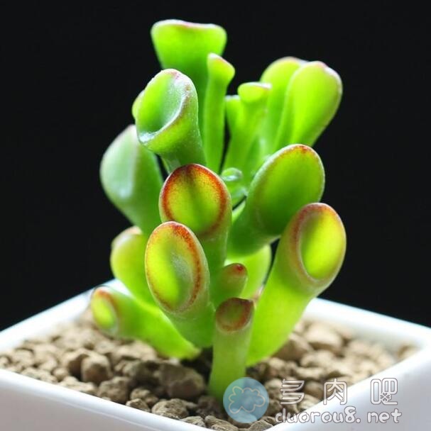 筒叶花月多肉 No.3