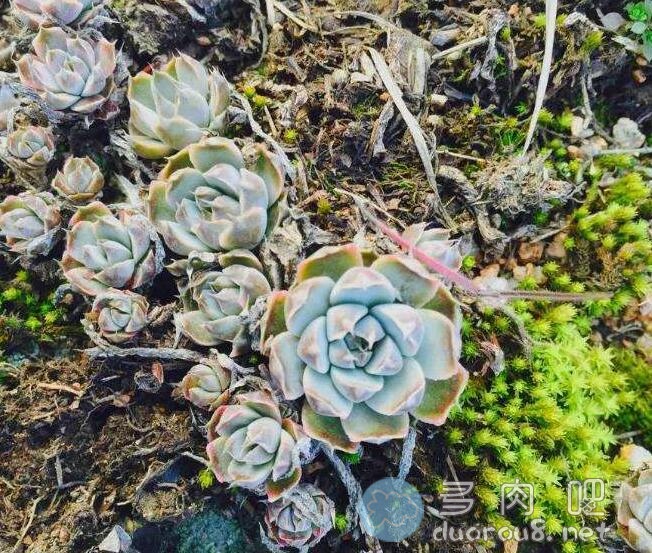 小小的多肉植物，竟然还有国际组织制定的《行为准则》！没想到吧？图片 No.5