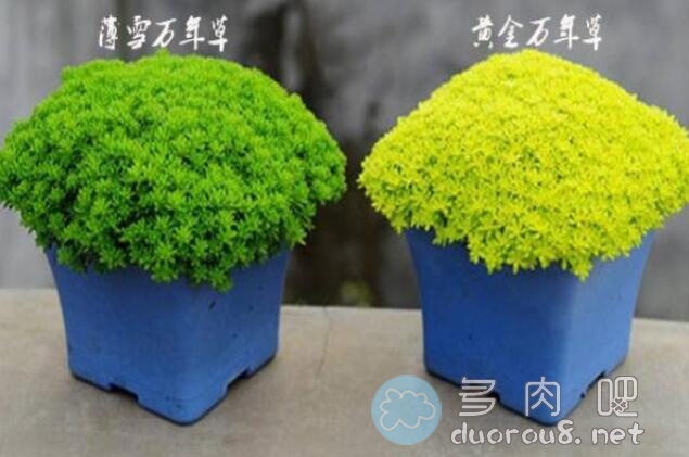 黄金万年草和薄雪万年草是同一种植物吗？有什么区别？图片 No.1