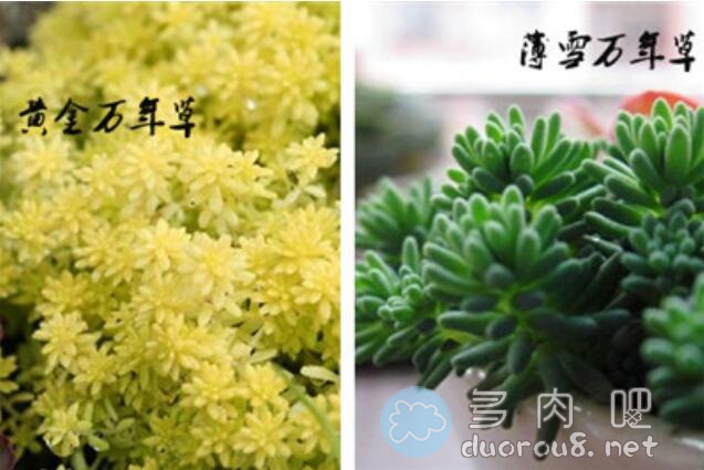 黄金万年草和薄雪万年草是同一种植物吗？有什么区别？图片 No.2