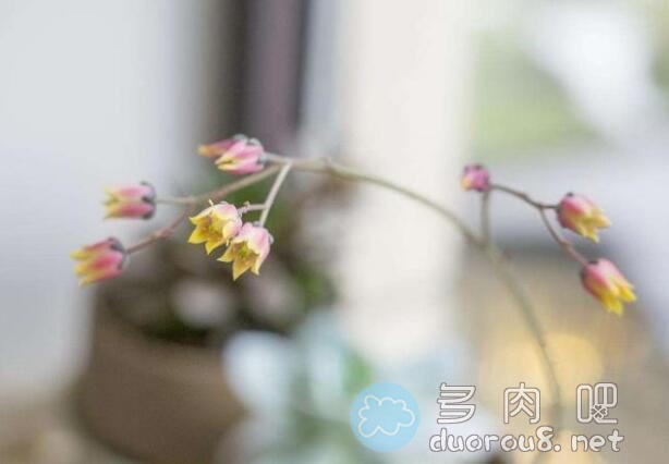 什么是多肉花剑？多肉花剑小知识科普图片 No.3