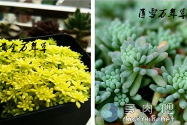 黄金万年草和薄雪万年草是同一种植物吗？有什么区别？图片 No.3