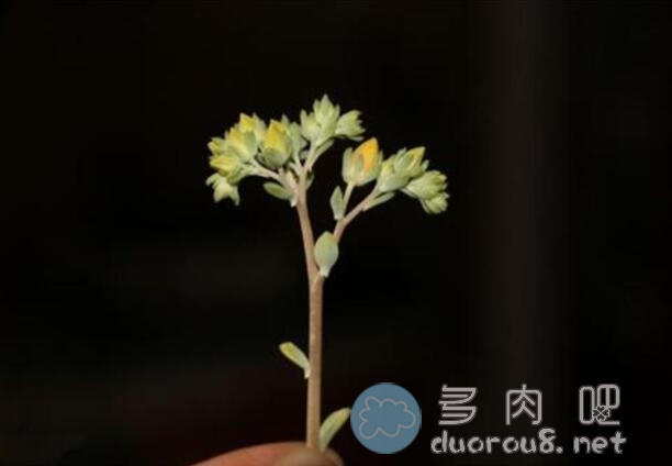 什么是多肉花剑？多肉花剑小知识科普图片 No.4