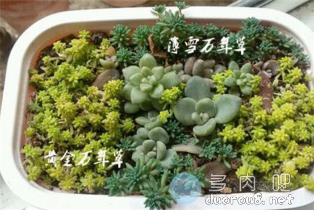 黄金万年草和薄雪万年草是同一种植物吗？有什么区别？图片 No.5