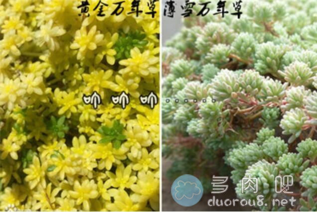 黄金万年草和薄雪万年草是同一种植物吗？有什么区别？图片 No.4