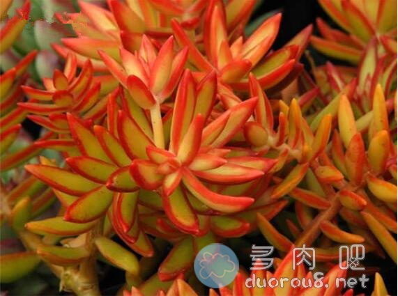 景天属多肉：红日简介图片 No.3