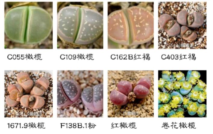 生石花品种之“橄榄玉系”，它拥有唯一一个生石花花型变异品种图片 No.1