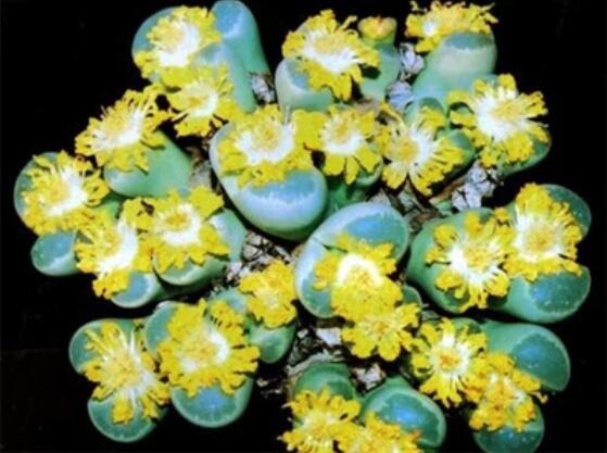 生石花品种之“橄榄玉系”，它拥有唯一一个生石花花型变异品种图片 No.2