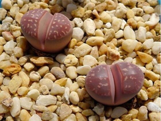 生石花品种之“橄榄玉系”，它拥有唯一一个生石花花型变异品种图片 No.3