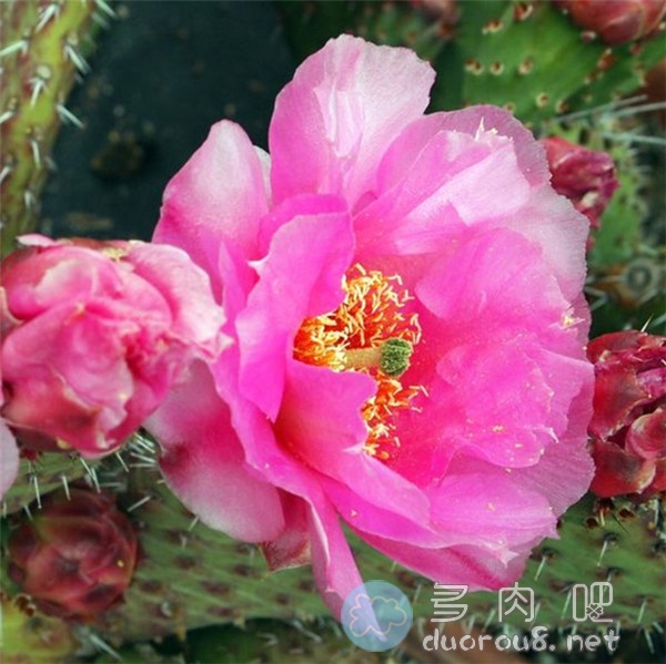 较稀有的仙人掌: 酒红团扇 Opuntia Saucey图片 No.3