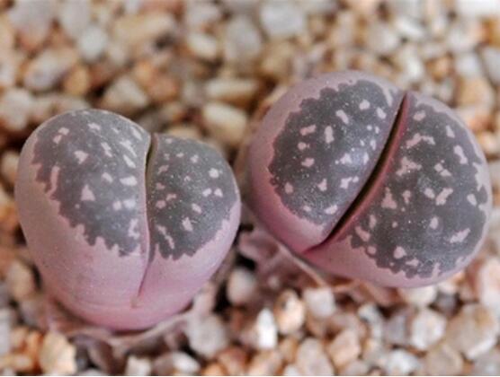 生石花品种之“橄榄玉系”，它拥有唯一一个生石花花型变异品种图片 No.4