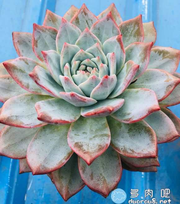 大家的粉蓝?鸟出状态了吗？是穿着裙子了，还是肥美特别好看？图片 No.1
