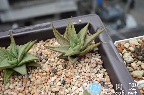 铺面也是一种花艺！无关于多肉的状态图片 No.5