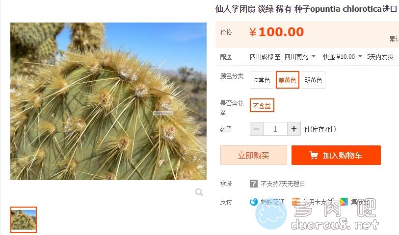 淡绿仙人掌团扇 Opuntia hlorotica，稀有价格不菲图片 No.1